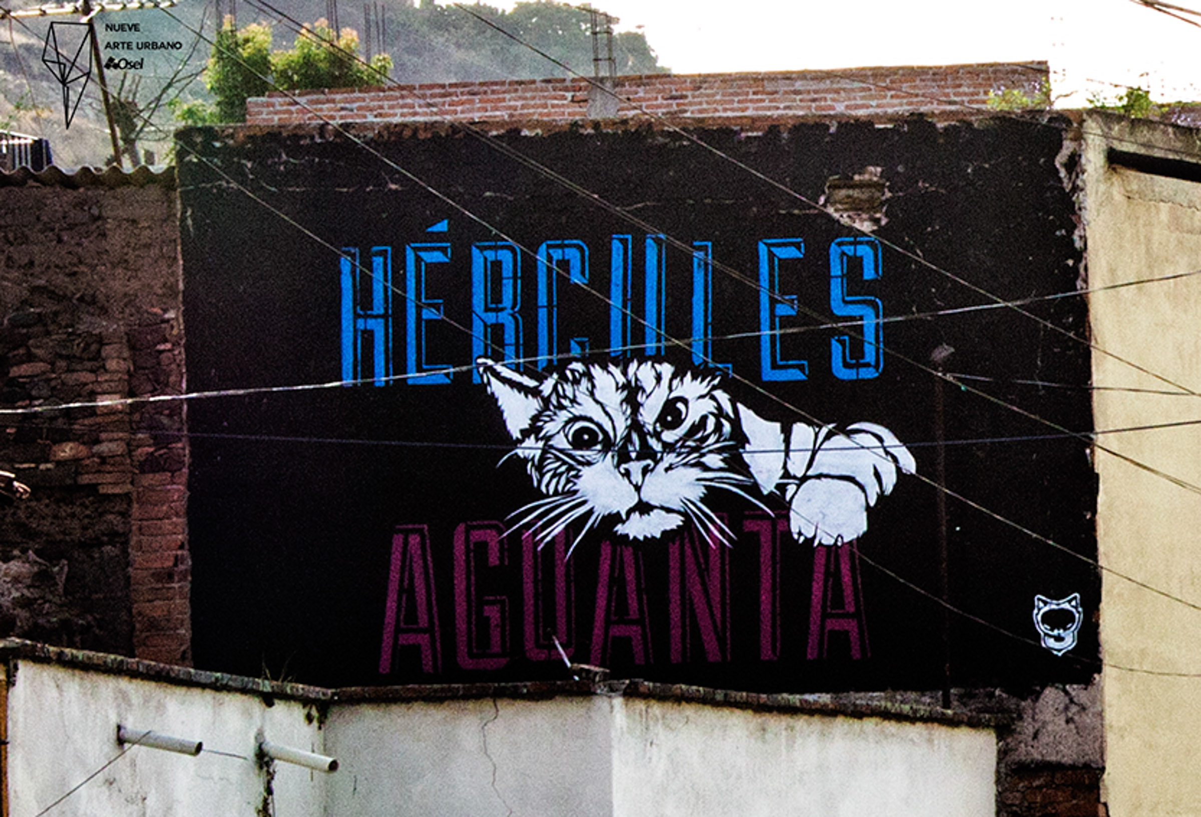 barrio, gata, pueblo, ánimo